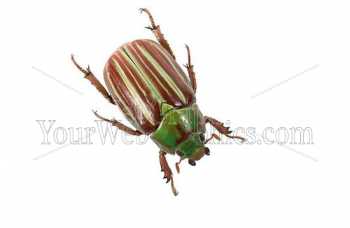 photo - beetle-14-jpg